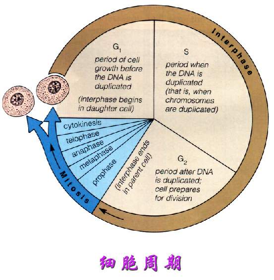 cell cycle